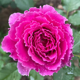 Ramukan Rose